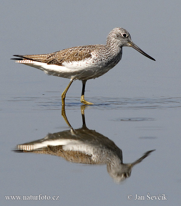 Kalužiak sivý (Tringa nebularia)