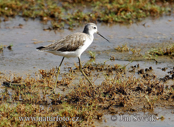 Kalužiak štíhly (Tringa stagnatilis)