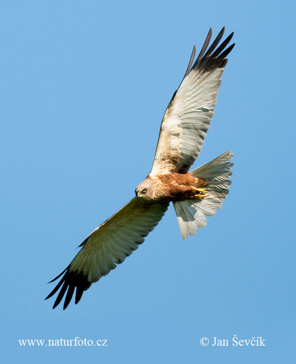 Kaňa močiarna (Circus aeruginosus)