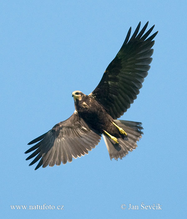 Kaňa močiarna (Circus aeruginosus)