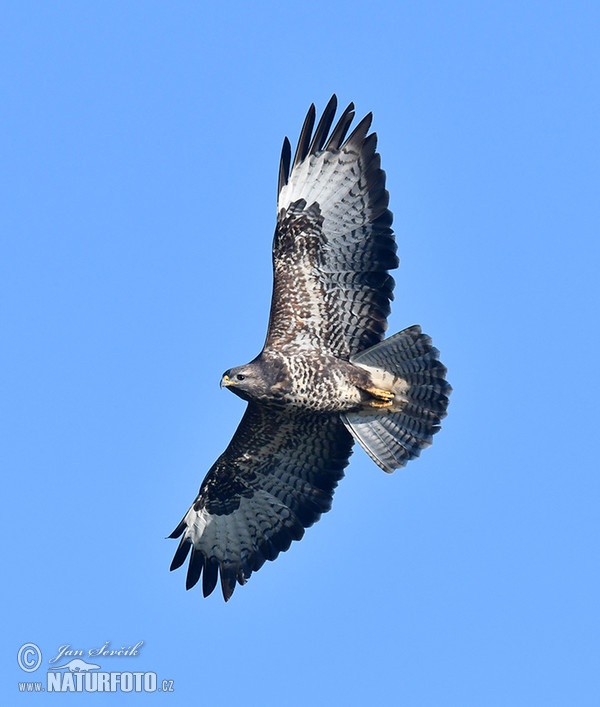 Káně lesní (Buteo buteo)