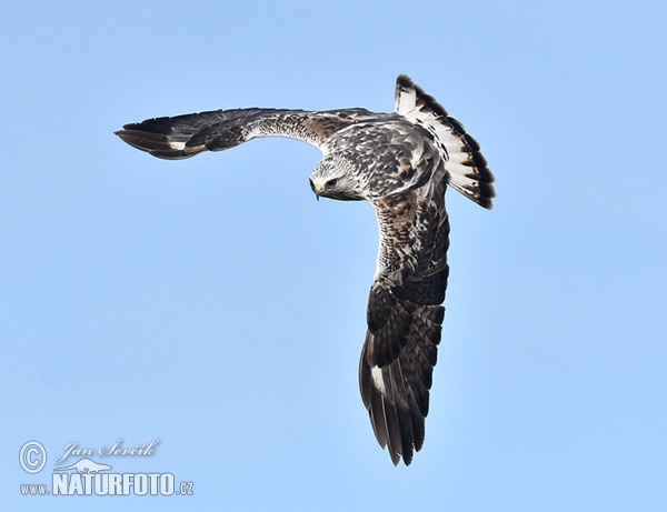 Káně rousná (Buteo lagopus)