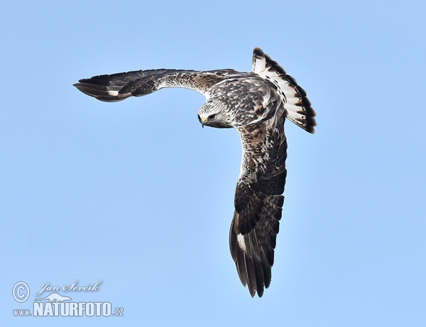 Káně rousná (Buteo lagopus)