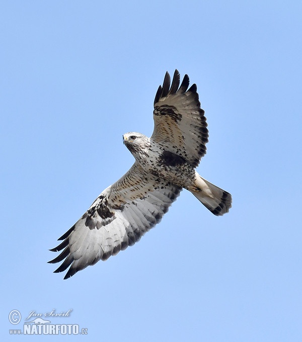 Káně rousná (Buteo lagopus)