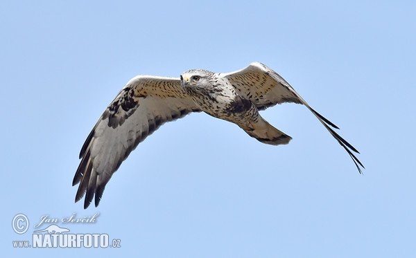 Káně rousná (Buteo lagopus)