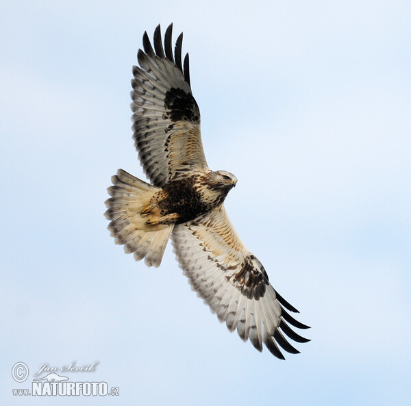 Káně rousná (Buteo lagopus)