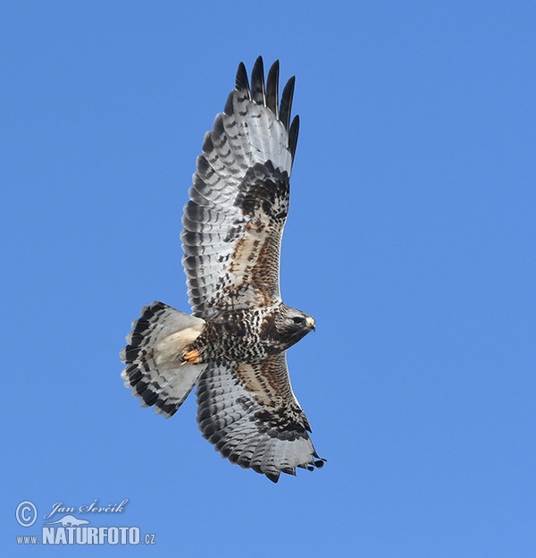 Káně rousná (Buteo lagopus)