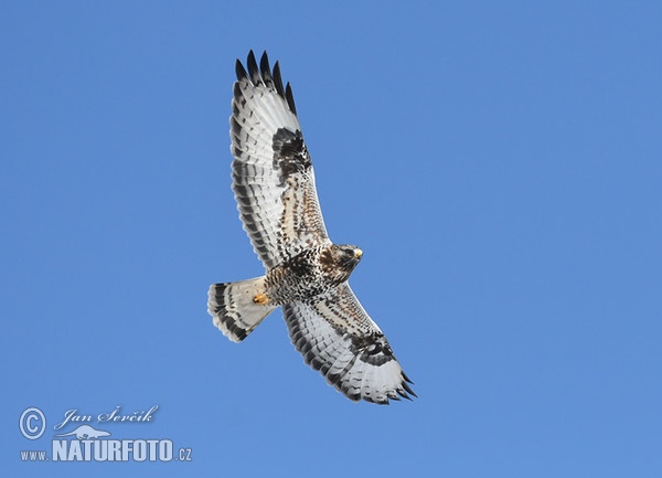 Káně rousná (Buteo lagopus)