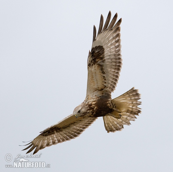 Káně rousná (Buteo lagopus)