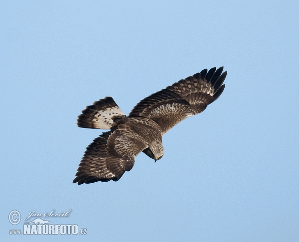 Káně rousná (Buteo lagopus)