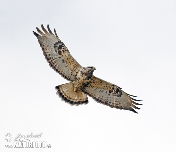 Káně rousná (Buteo lagopus)