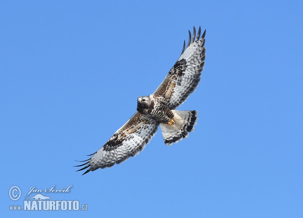 Káně rousná (Buteo lagopus)