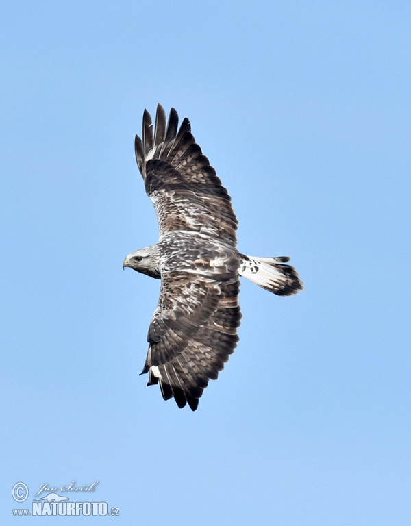 Káně rousná (Buteo lagopus)