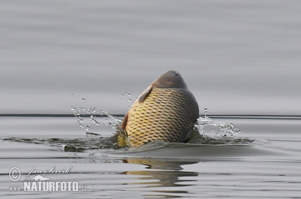 Kapor obyčajný (Cyprinus carpio)