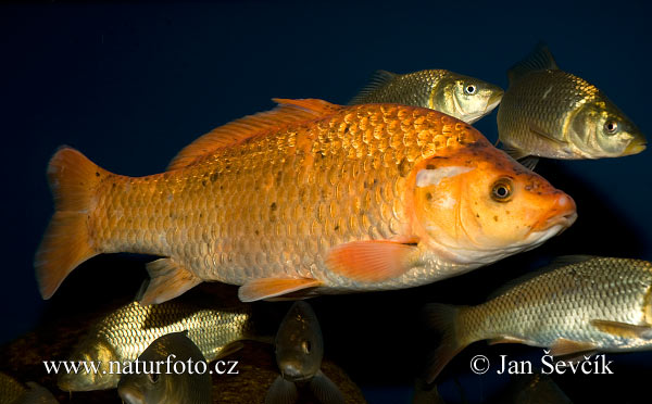 Kapor obyčajný (Cyprinus carpio)