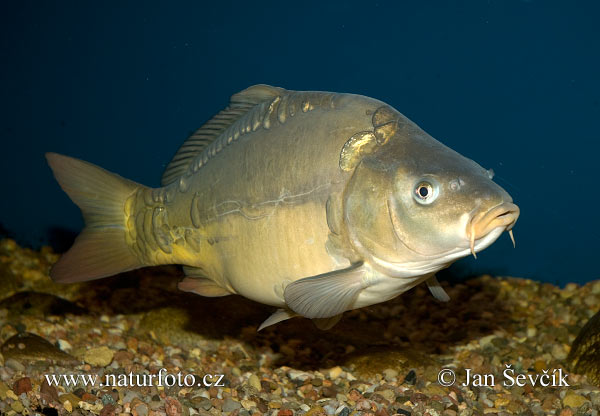 Kapor obyčajný (Cyprinus carpio)