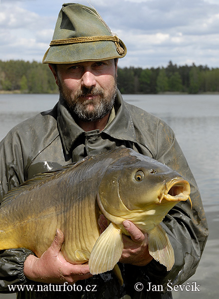 Kapor obyčajný (Cyprinus carpio)