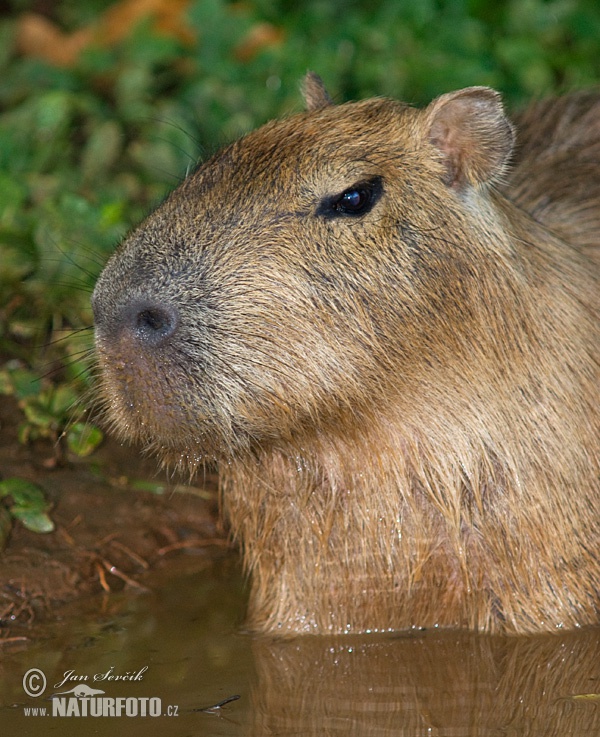 Kapybara močiarna (Hydrochoerus hydrochaeris)