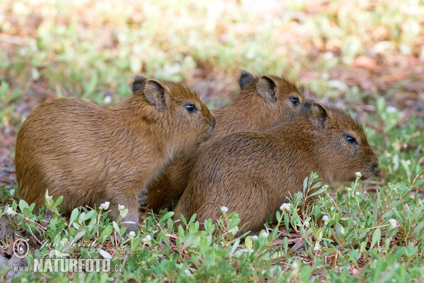 Kapybara močiarna (Hydrochoerus hydrochaeris)