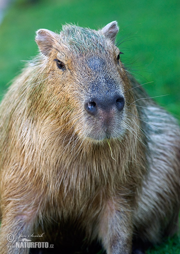 Kapybara močiarna (Hydrochoerus hydrochaeris)