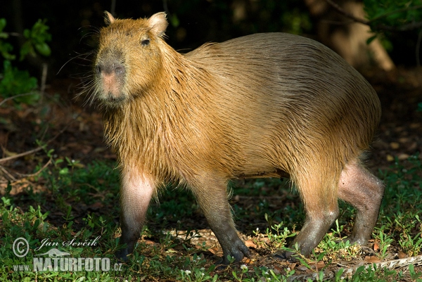 Kapybara močiarna (Hydrochoerus hydrochaeris)