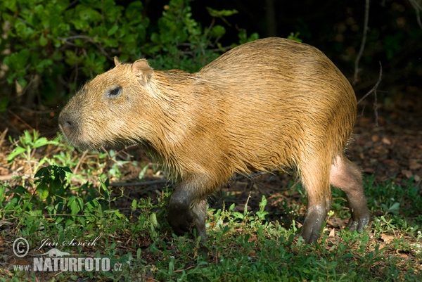 Kapybara močiarna (Hydrochoerus hydrochaeris)