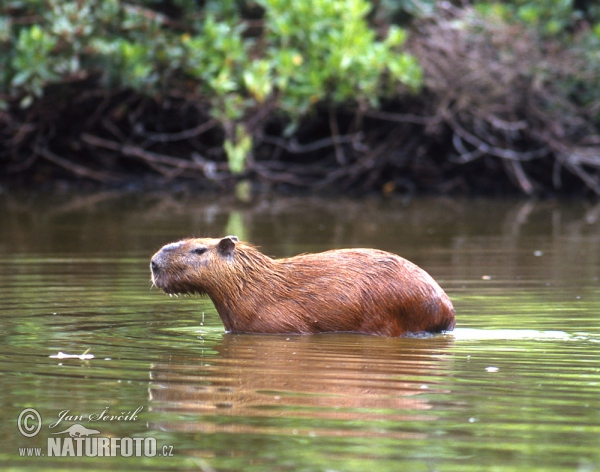 Kapybara močiarna (Hydrochoerus hydrochaeris)