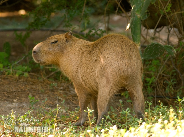 Kapybara močiarna (Hydrochoerus hydrochaeris)