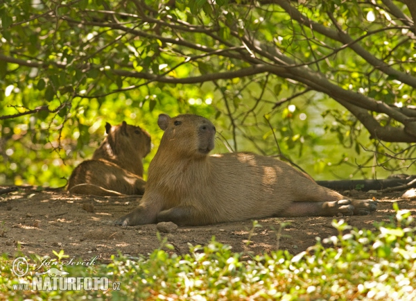 Kapybara močiarna (Hydrochoerus hydrochaeris)