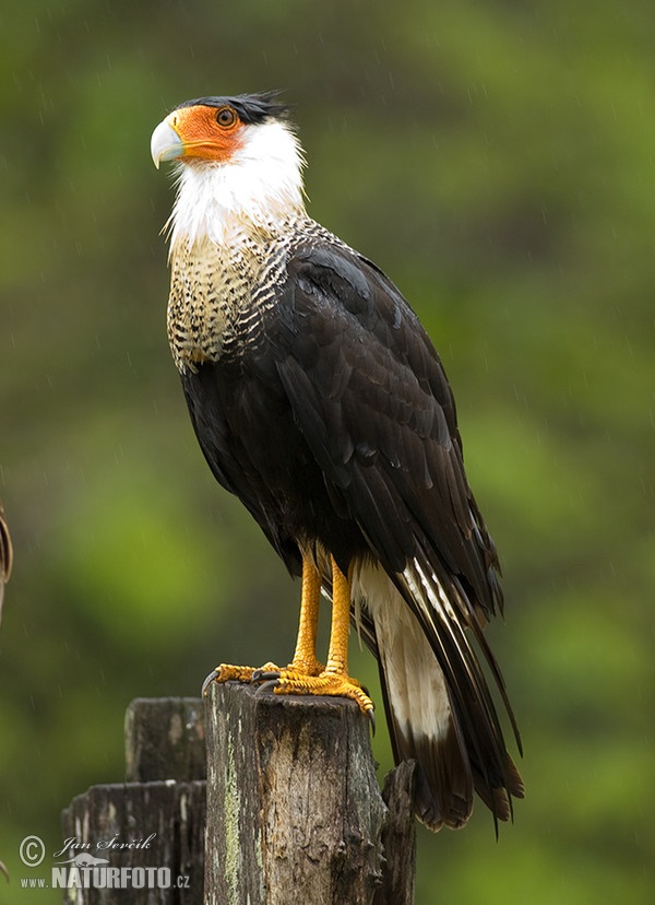 Karančo jižní (Caracara plancus)