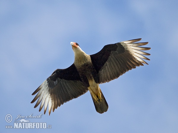 Karančo jižní (Caracara plancus)