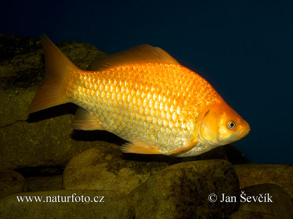 Karas striebristý (Carassius auratus auratus)