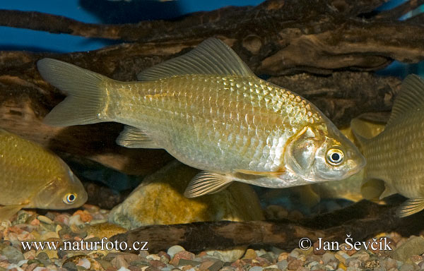 Karas striebristý (Carassius auratus gibelio)