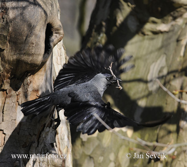 Kavka obyčajná (Corvus monedula)