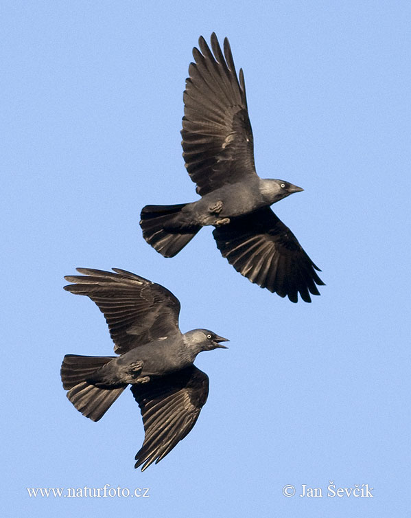 Kavka obyčajná (Corvus monedula)