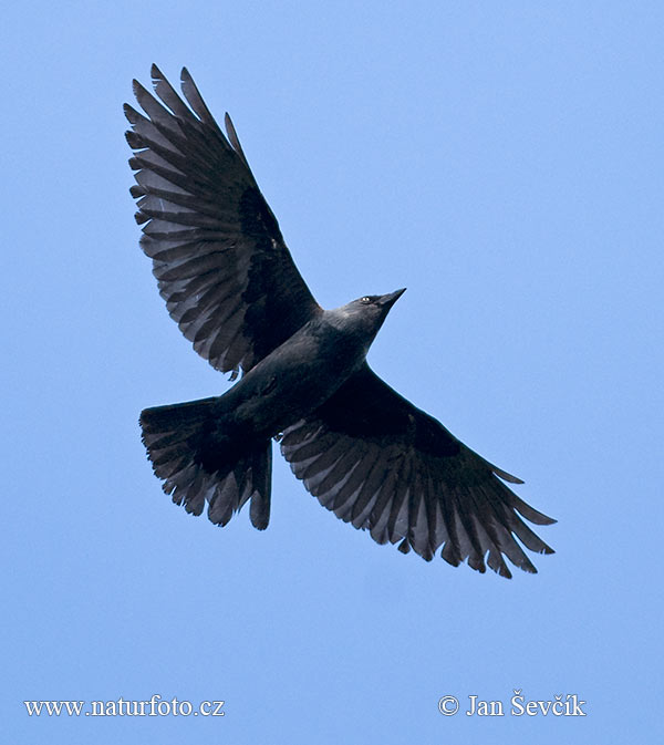 Kavka obyčajná (Corvus monedula)