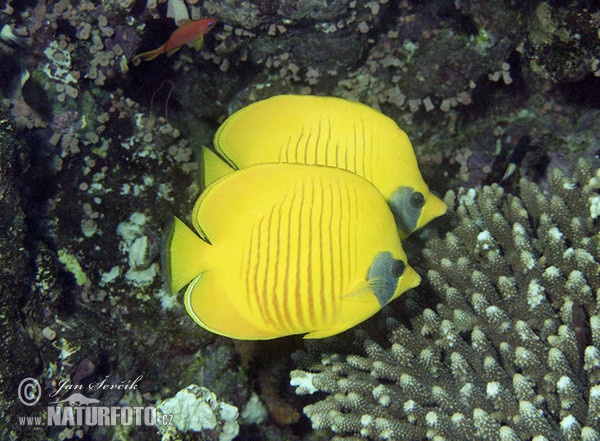 Klipka, (Chaetodon semilarvatus)