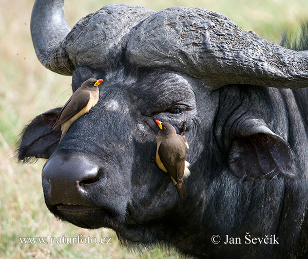 Kl'uvač žltozobý (Buphagus africanus)