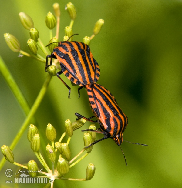 Kněžice pásovaná (Graphosoma lineatum)