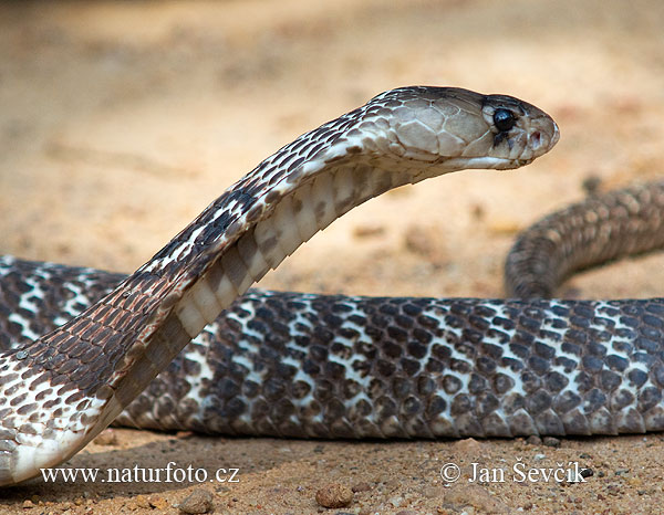 Kobra okuliarnatá (Naja naja)