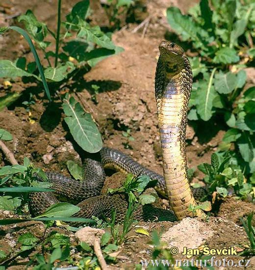 Kobra středoasijská (Naja oxiana)