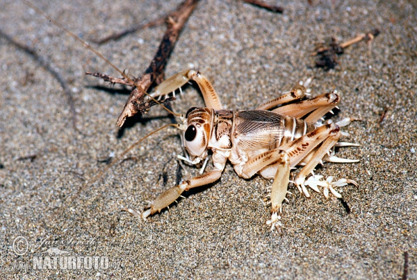 Kobylka (Schizodactylus inexpectatus)