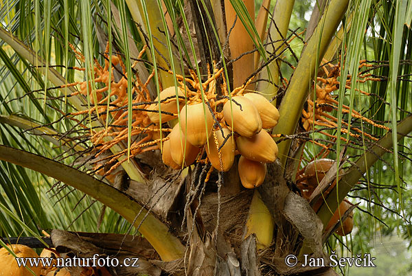 Kokosovník obyčajný (Cocos nucifera)