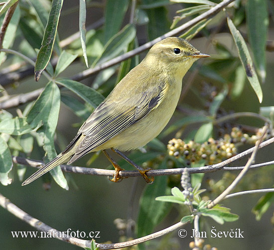 Kolibiarik čipčavý (Phylloscopus collybita)