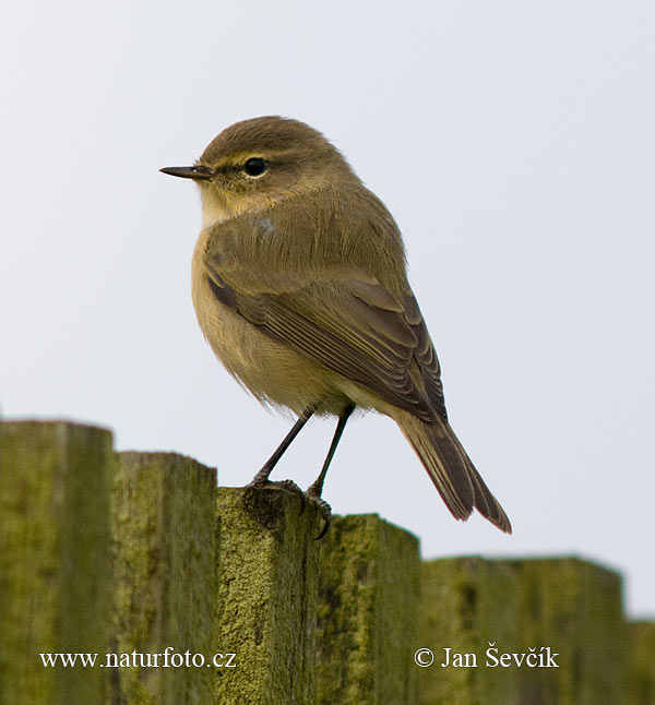 Kolibiarik čipčavý (Phylloscopus collybita)