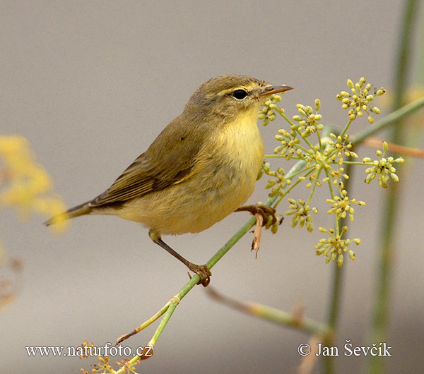 Kolibiarik spevavý (Phylloscopus trochilus)