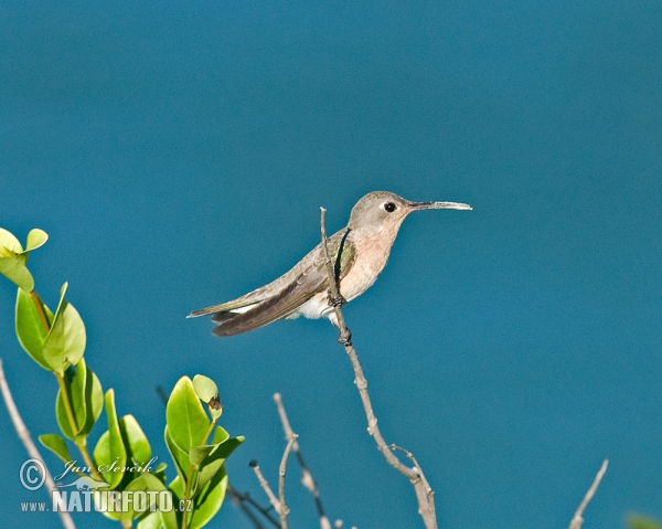 Kolibřík (Leucippus fallax)