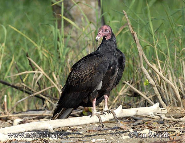 Kondor morkovitý (Cathartes aura)