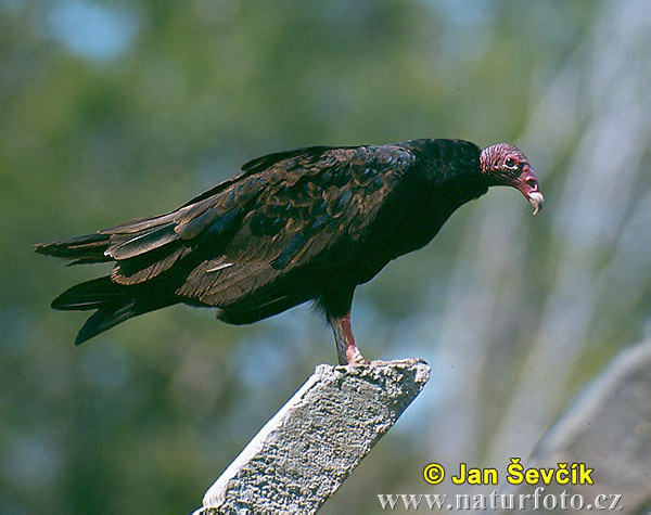 Kondor morkovitý (Cathartes aura)