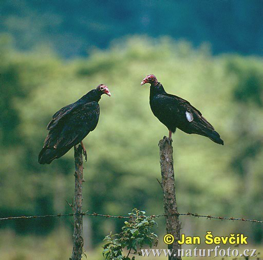 Kondor morkovitý (Cathartes aura)